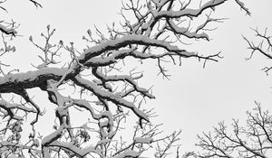 Preview wallpaper tree, branches, snow, winter, white, nature, landscape