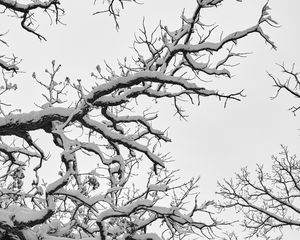 Preview wallpaper tree, branches, snow, winter, white, nature, landscape