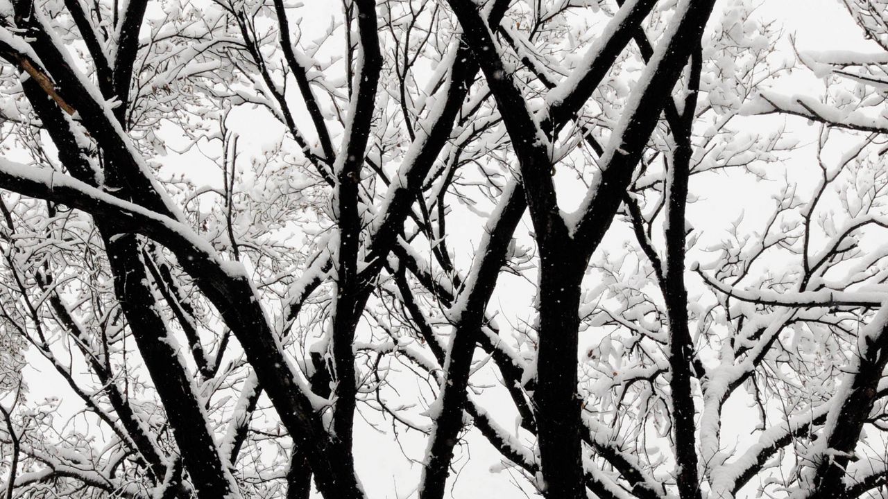Wallpaper tree, branches, snow, bw, winter