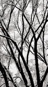 Preview wallpaper tree, branches, snow, bw, winter