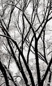 Preview wallpaper tree, branches, snow, bw, winter