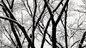 Preview wallpaper tree, branches, snow, bw, winter