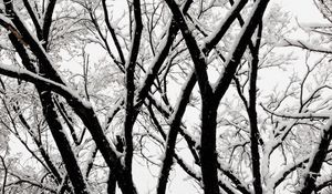 Preview wallpaper tree, branches, snow, bw, winter