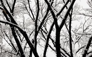 Preview wallpaper tree, branches, snow, bw, winter