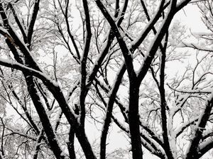 Preview wallpaper tree, branches, snow, bw, winter