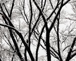 Preview wallpaper tree, branches, snow, bw, winter