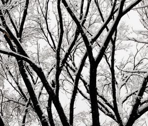 Preview wallpaper tree, branches, snow, bw, winter