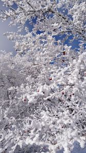 Preview wallpaper tree, branches, snow, berries, winter
