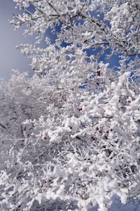 Preview wallpaper tree, branches, snow, berries, winter