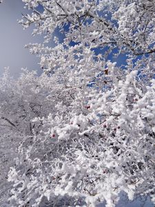 Preview wallpaper tree, branches, snow, berries, winter