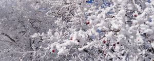 Preview wallpaper tree, branches, snow, berries, winter