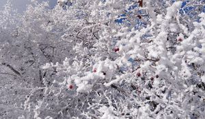 Preview wallpaper tree, branches, snow, berries, winter