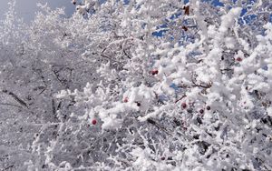 Preview wallpaper tree, branches, snow, berries, winter