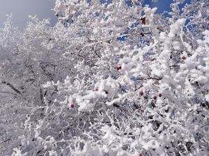 Preview wallpaper tree, branches, snow, berries, winter