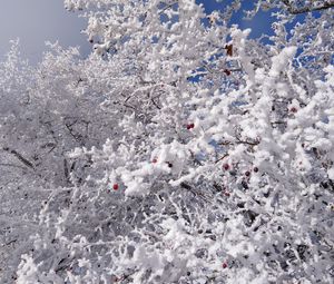 Preview wallpaper tree, branches, snow, berries, winter