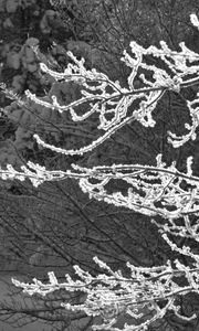Preview wallpaper tree, branches, snow, black and white, macro