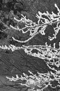 Preview wallpaper tree, branches, snow, black and white, macro