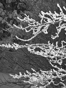 Preview wallpaper tree, branches, snow, black and white, macro