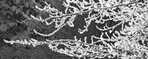 Preview wallpaper tree, branches, snow, black and white, macro