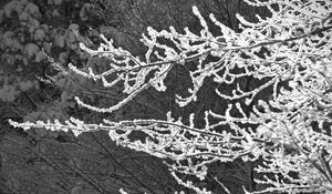 Preview wallpaper tree, branches, snow, black and white, macro