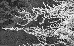 Preview wallpaper tree, branches, snow, black and white, macro