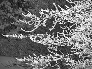Preview wallpaper tree, branches, snow, black and white, macro