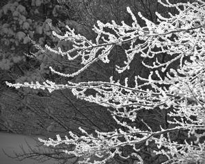 Preview wallpaper tree, branches, snow, black and white, macro