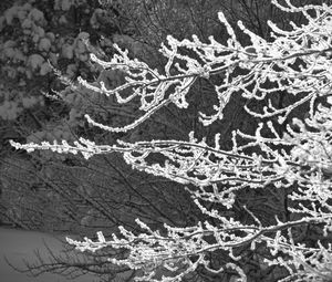 Preview wallpaper tree, branches, snow, black and white, macro