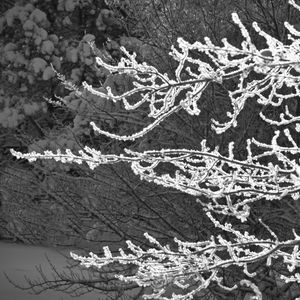 Preview wallpaper tree, branches, snow, black and white, macro