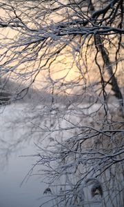 Preview wallpaper tree, branches, snow, winter, twilight, nature