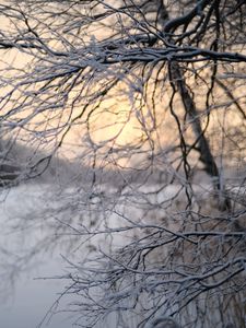 Preview wallpaper tree, branches, snow, winter, twilight, nature