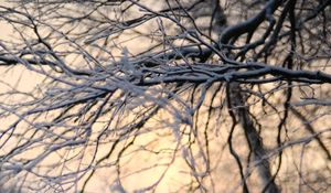 Preview wallpaper tree, branches, snow, winter, twilight, nature