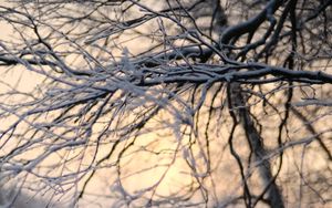 Preview wallpaper tree, branches, snow, winter, twilight, nature