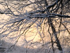 Preview wallpaper tree, branches, snow, winter, twilight, nature