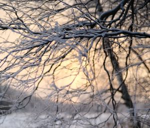 Preview wallpaper tree, branches, snow, winter, twilight, nature