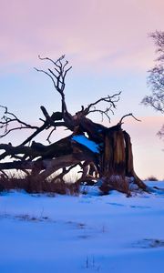 Preview wallpaper tree, branches, snow, snags