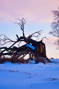 Preview wallpaper tree, branches, snow, snags