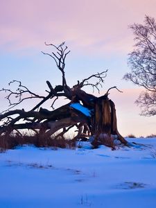 Preview wallpaper tree, branches, snow, snags