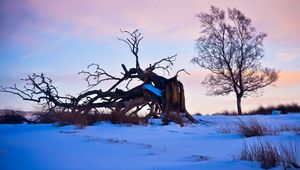 Preview wallpaper tree, branches, snow, snags