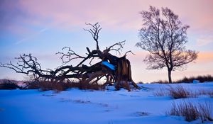 Preview wallpaper tree, branches, snow, snags