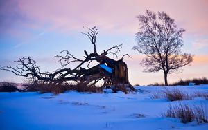 Preview wallpaper tree, branches, snow, snags