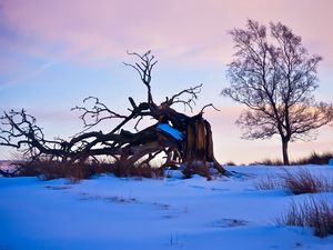 Preview wallpaper tree, branches, snow, snags