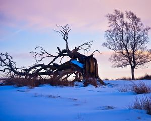 Preview wallpaper tree, branches, snow, snags