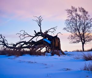 Preview wallpaper tree, branches, snow, snags