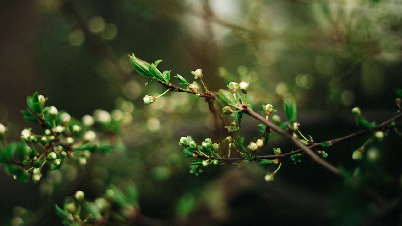 Wallpaper tree, branches, sprouts, spring, macro