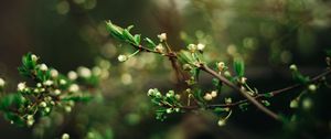 Preview wallpaper tree, branches, sprouts, spring, macro