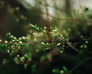 Preview wallpaper tree, branches, sprouts, spring, macro