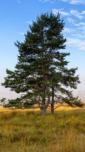 Preview wallpaper tree, branches, spruce, field, grass