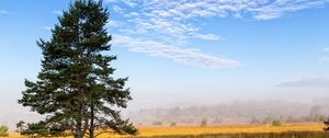 Preview wallpaper tree, branches, spruce, field, grass