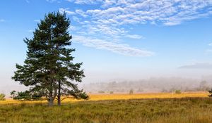 Preview wallpaper tree, branches, spruce, field, grass